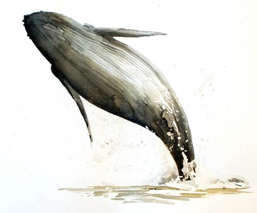 Pourquoi le saut des baleines ? / Cie Thomas Visonneau Image 1